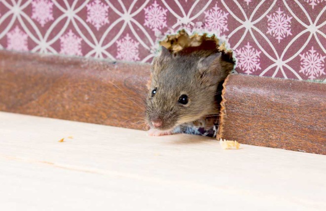 rodent control service by Pestwale, rat infestation in kitchen, pest control technician rodent treatment, rodent baiting system, rat control process, pest control Mumbai, rodent control Ahmedabad, professional pest control India - 2