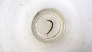 centipede control service by Pestwale, centipede infestation treatment, pest control technician insect spray, centipede removal process, damp area pest control, pest control Mumbai centipede service, centipede control Ahmedabad, professional pest control India - 2