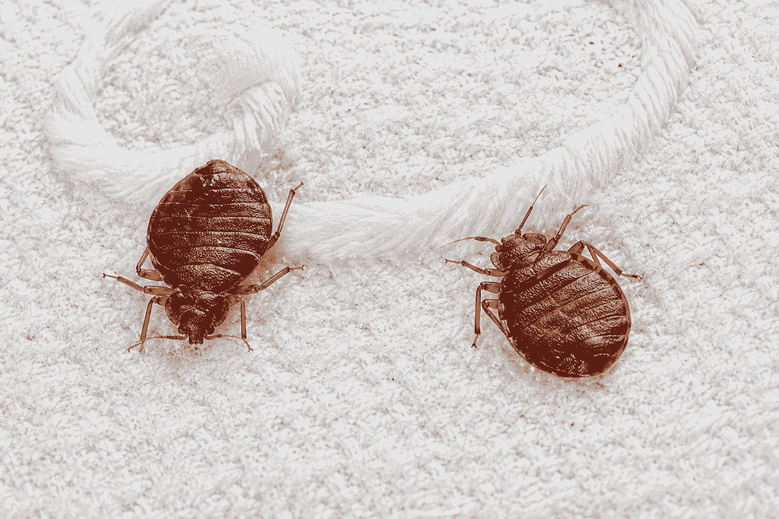 Bedbug Control