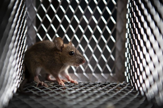 Rodent Control
