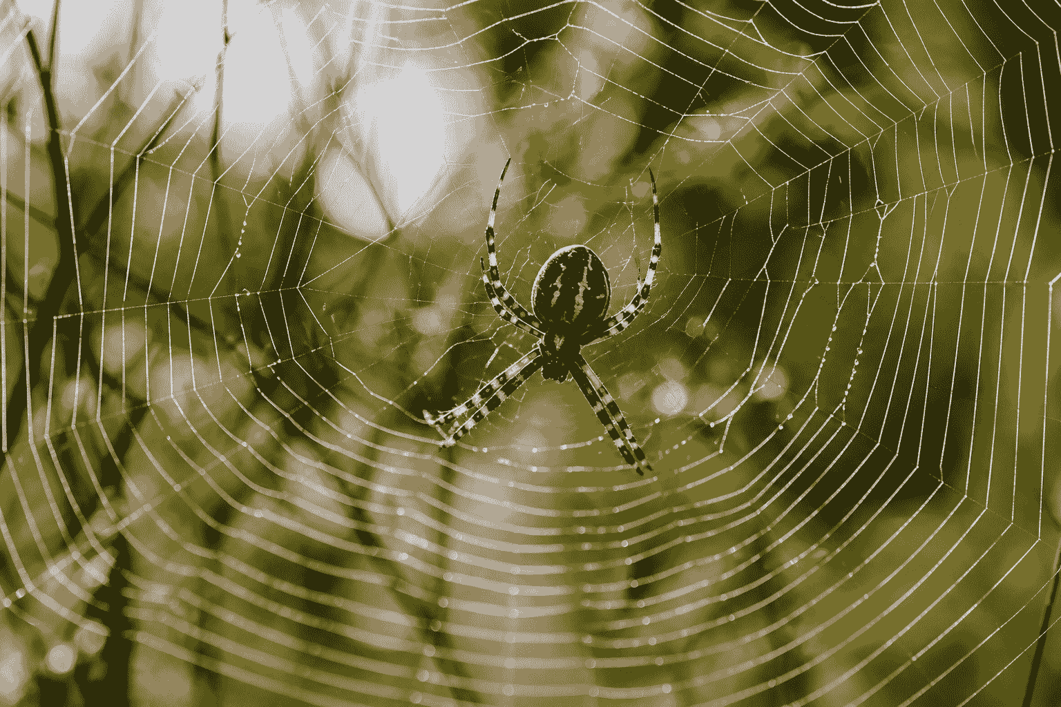 spider control service by Pestwale, spider web removal service, pest control technician spider treatment, makdi control process, indoor spider infestation, pest control Mumbai spider service, spider control Ahmedabad, professional pest control India - 2