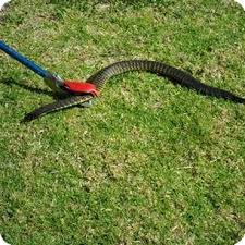 snake rescue service by Pestwale, snake control service India, pest control technician handling snake, safe snake removal process, outdoor snake risk area, snake prevention service Mumbai, snake control Ahmedabad, wildlife rescue pest control - 3