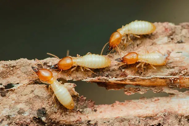 termite control service by Pestwale - 5